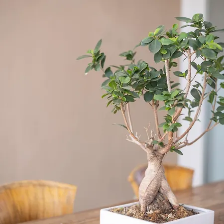 Πανσιόν Domu Ajaju 3*