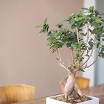Penzion Domu Ajaju 3*