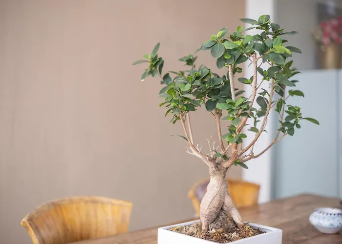 Pensión Domu Ajaju 3*